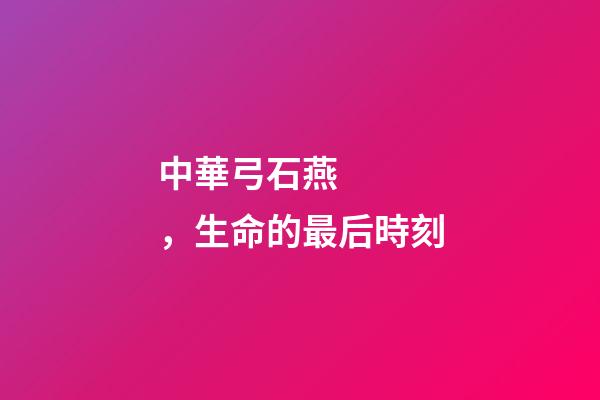 中華弓石燕，生命的最后時刻